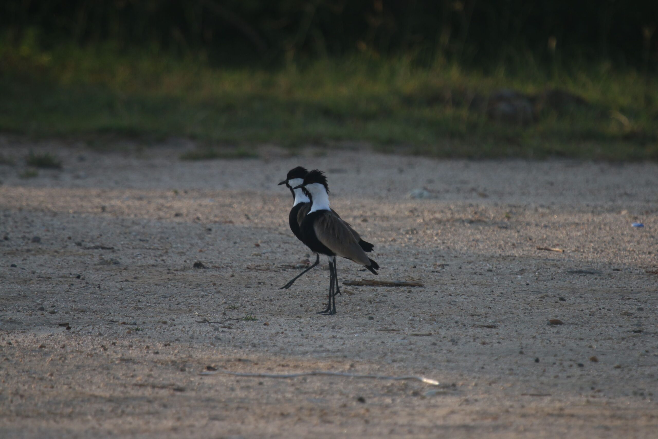 Birds