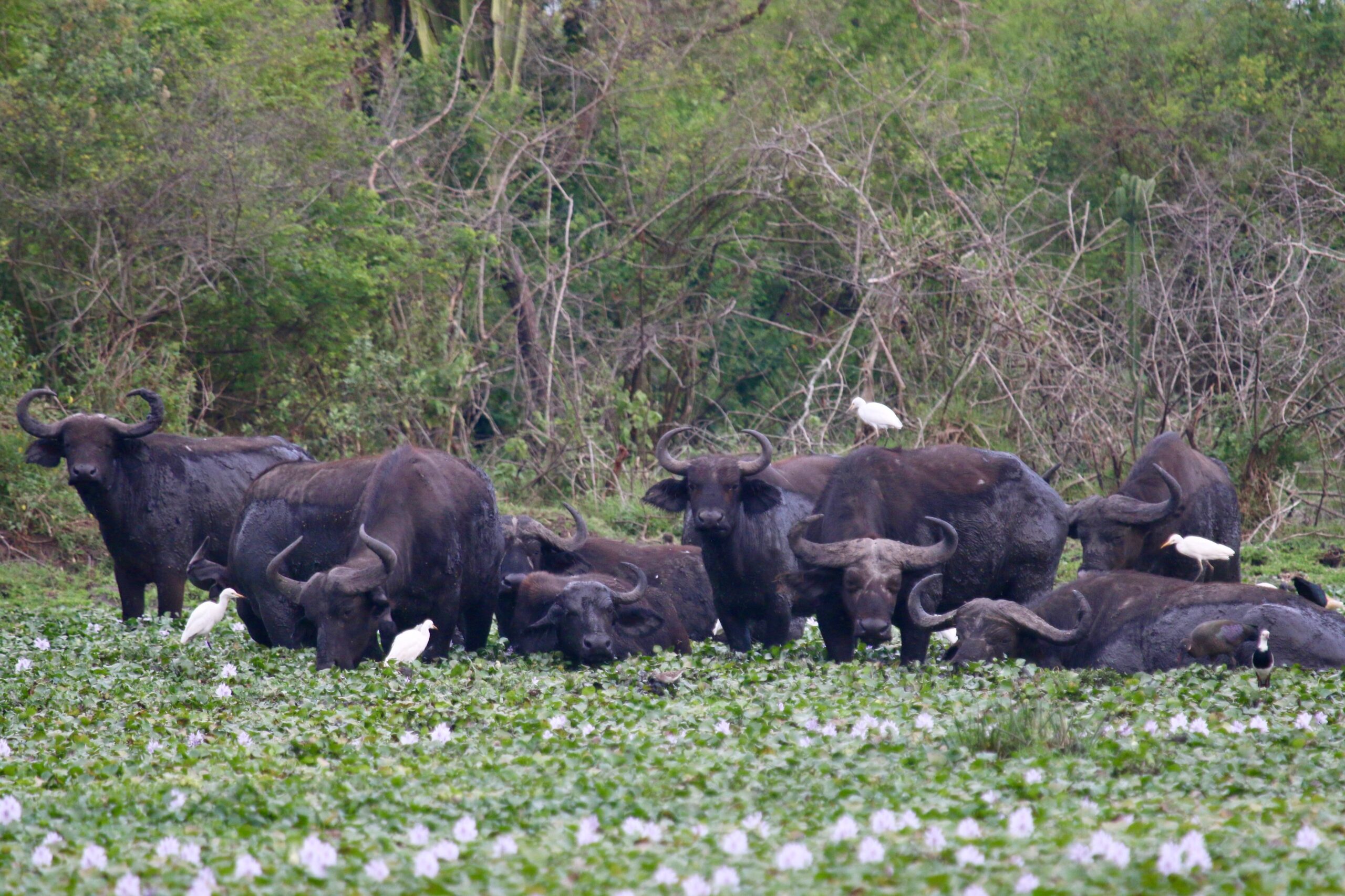 Buffaloes
