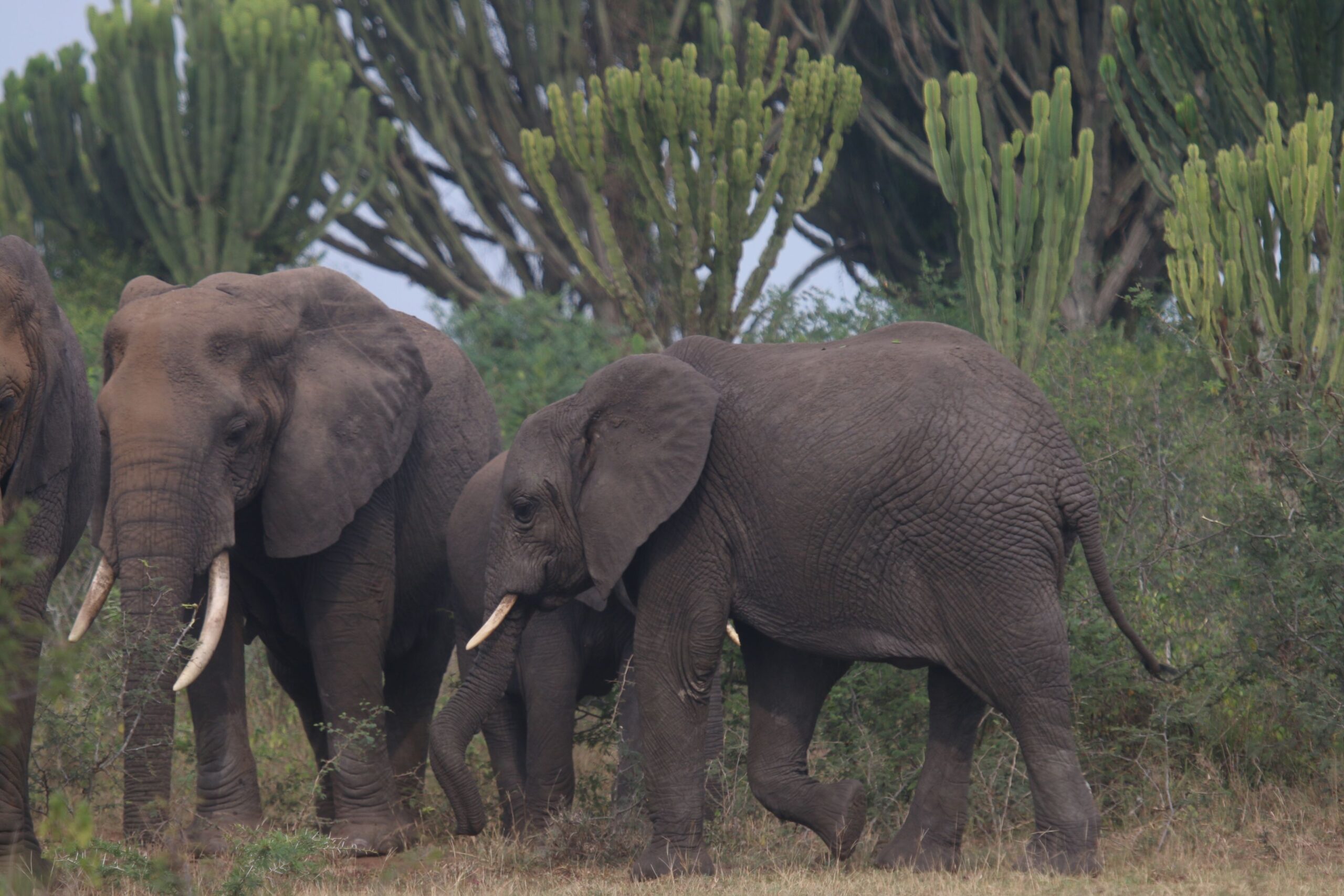 Elephant 1