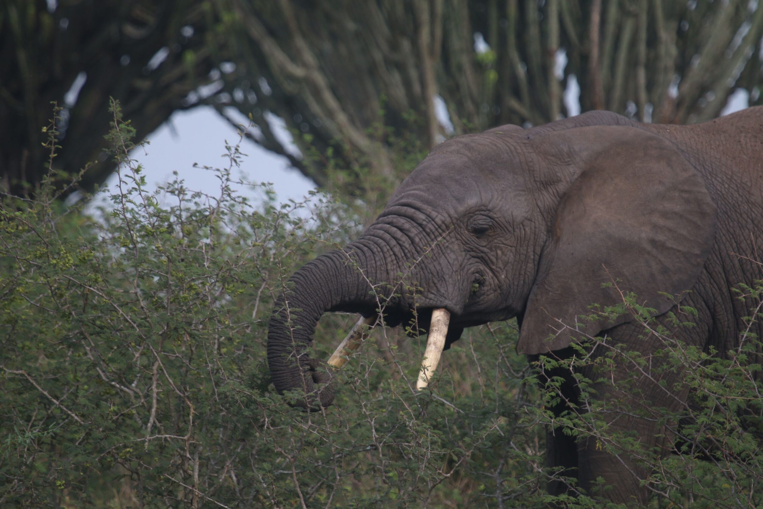 Elephant 2