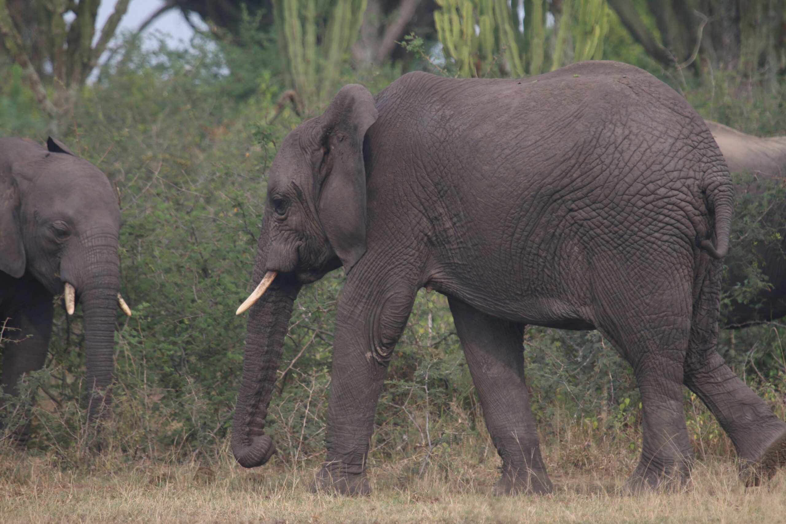 Elephant