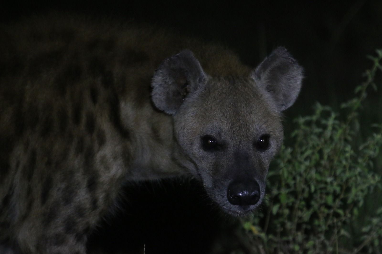 Hyena 1