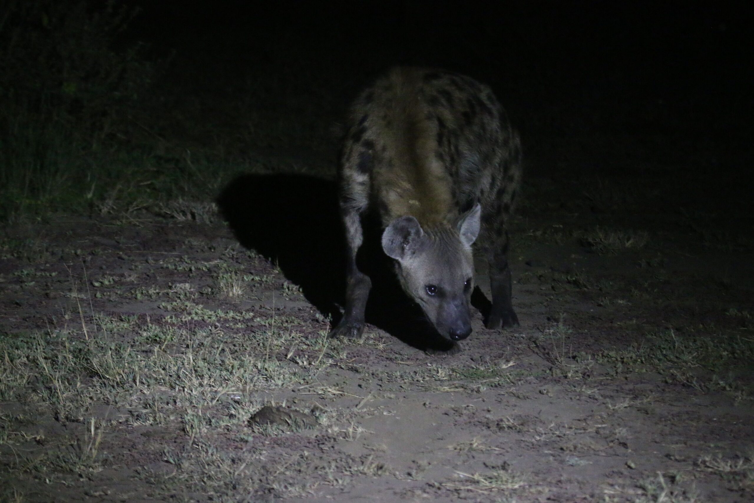 Hyena