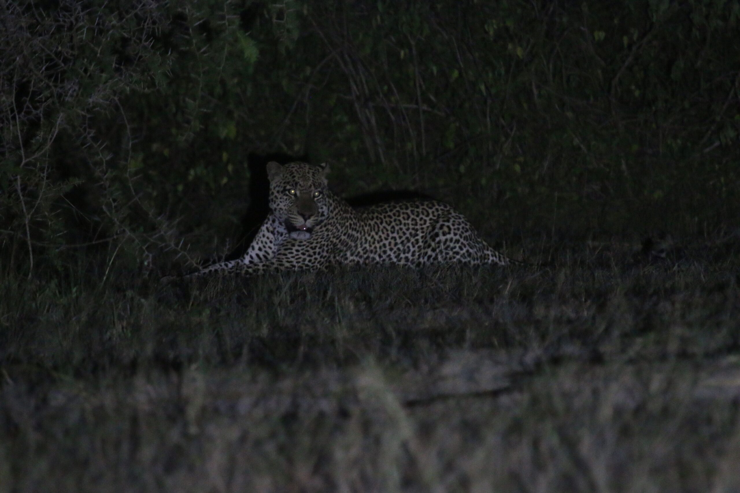 Leopard 1