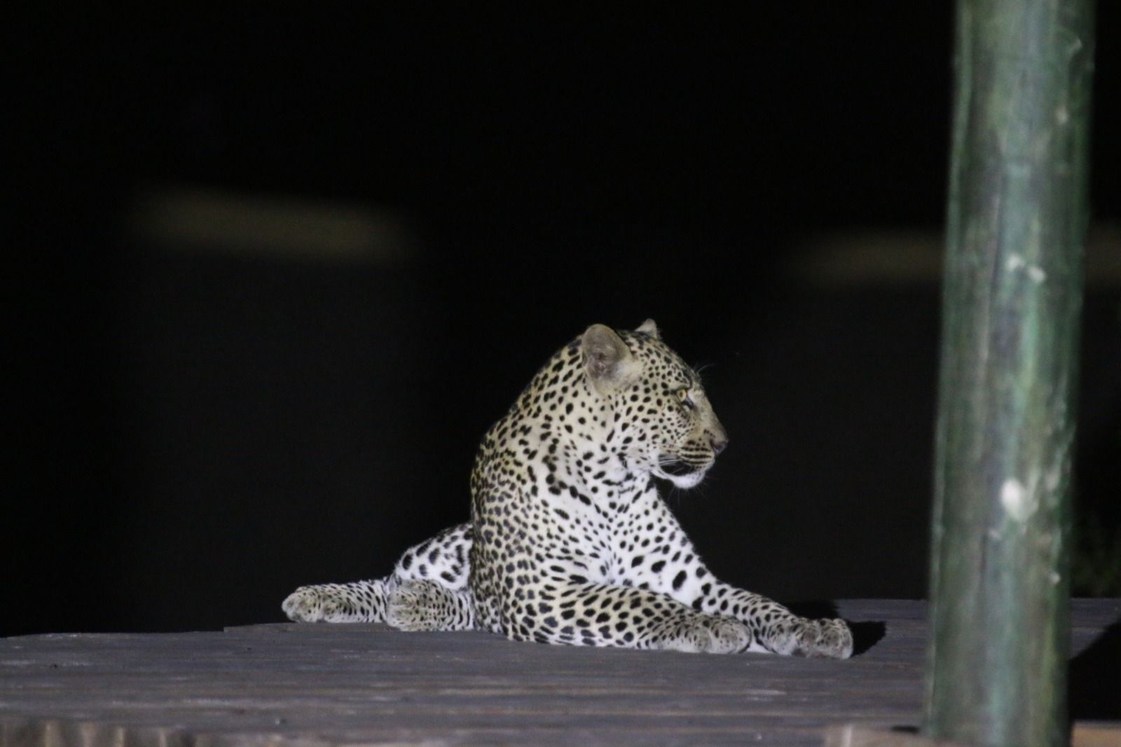Leopard 2