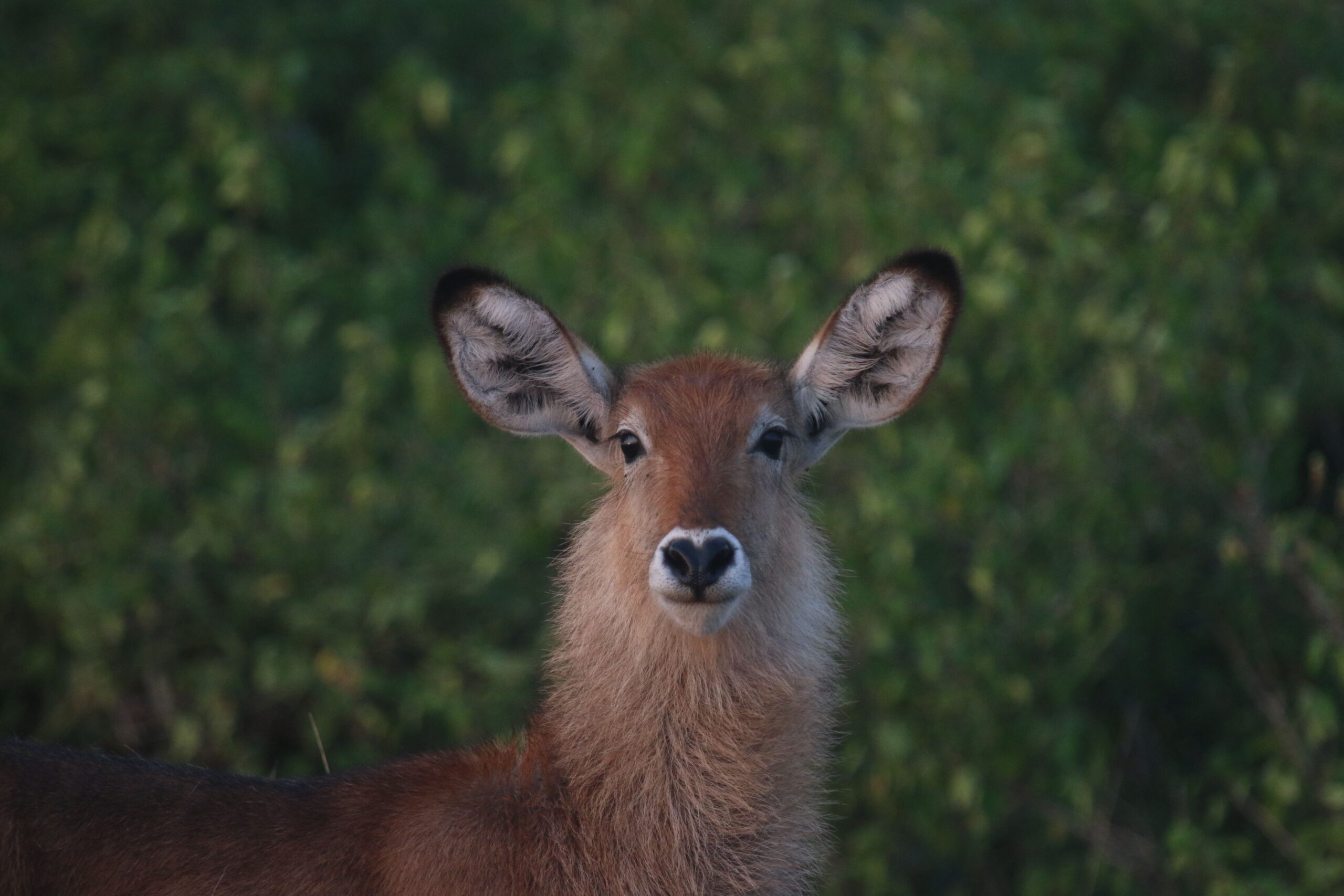 Water buck