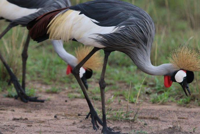 bird
