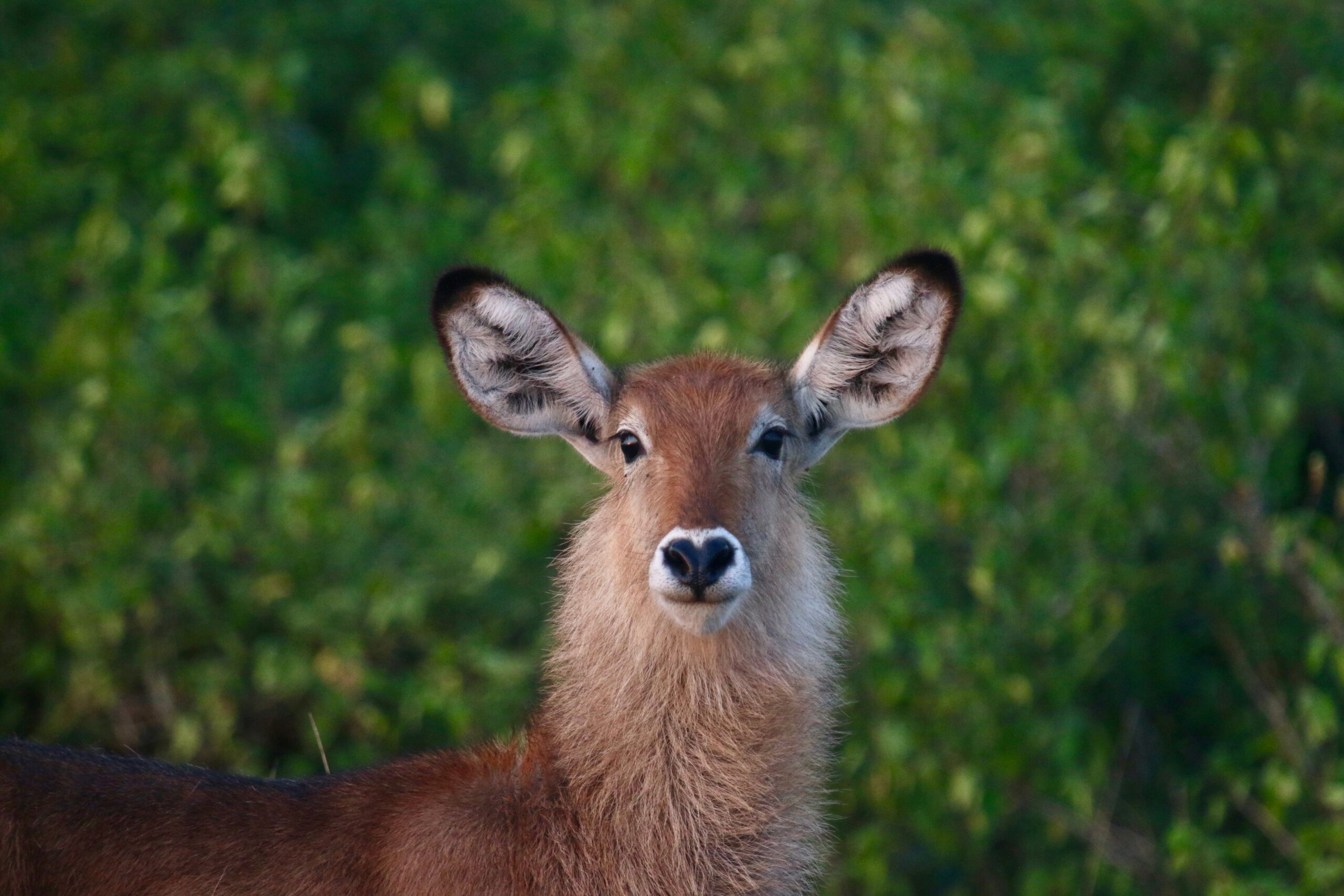 waterbuck 1